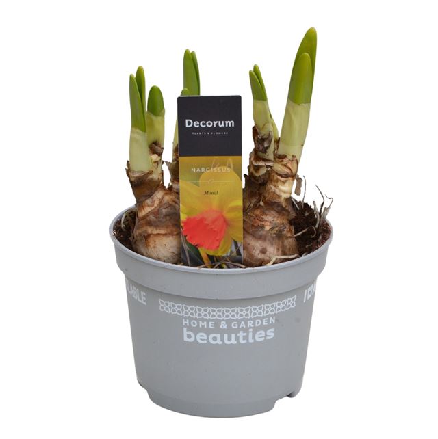 Picture of Narcissus monal