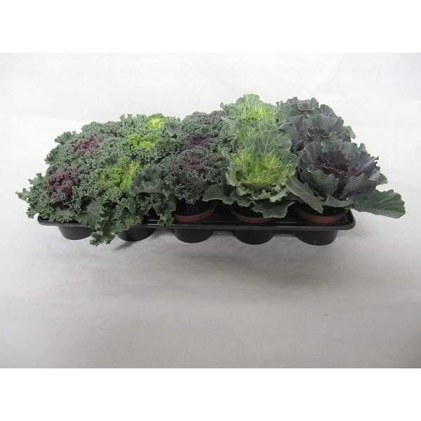 Picture of BRASSICA MIX