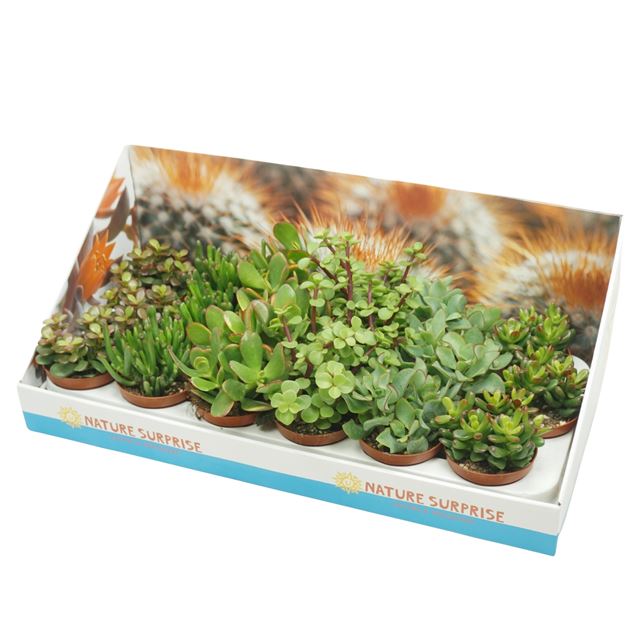 Picture of CRASSULA MIXTRAY IN SHOWBOX
