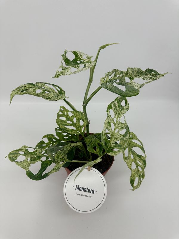 Picture of Monstera adansonii frozen freckles