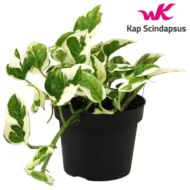 Picture of EPIPREMNUM N'JOY