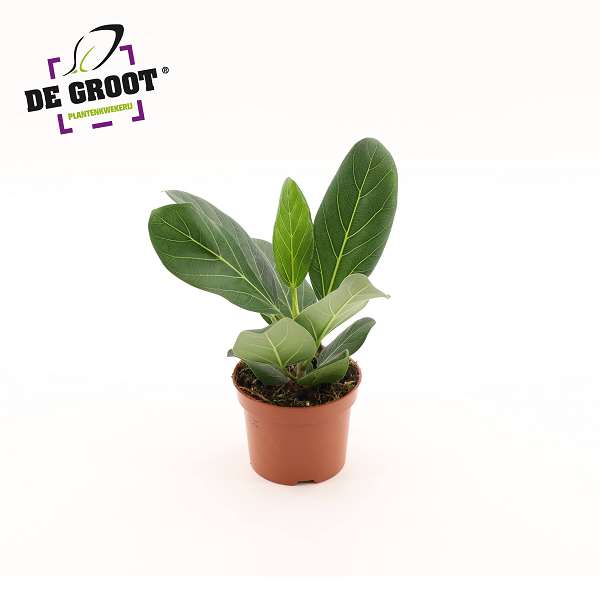 Picture of Ficus benghalensis