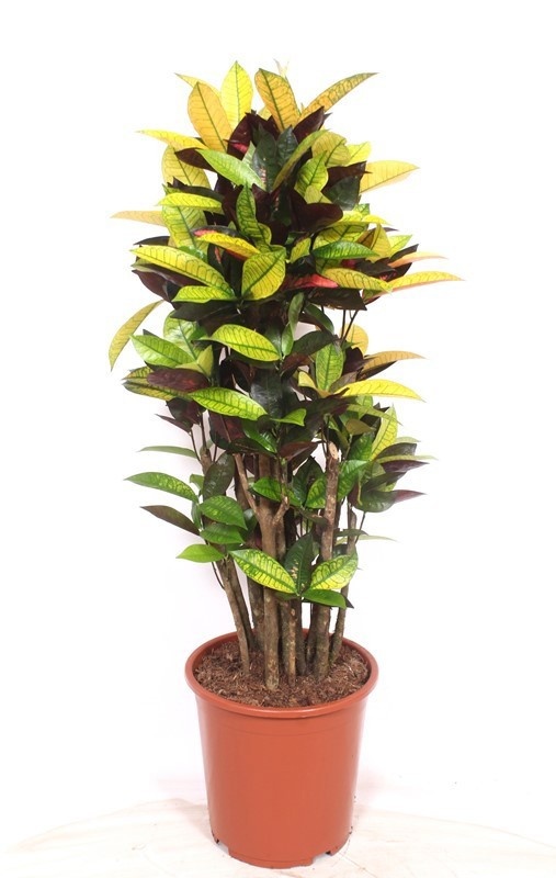 Picture of Codiaeum mrs  iceton branched