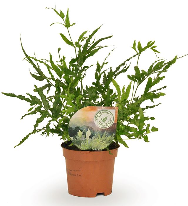 Picture of PTERIS EVERGREEN