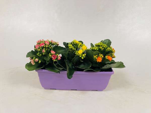 Picture of Mini jardinière kalanchoe carnaval d27