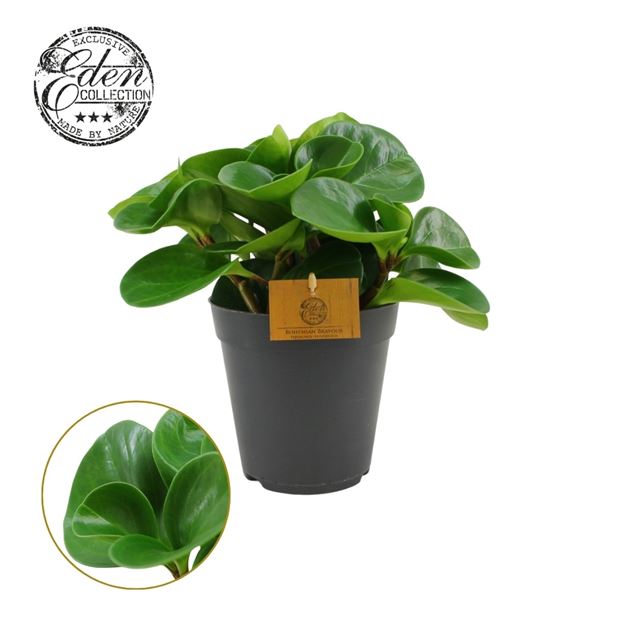 Picture of PEPEROMIA OBTUSIFOLIA GREEN
