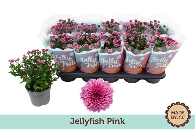Picture of Chrysanthemum jellyfish pink