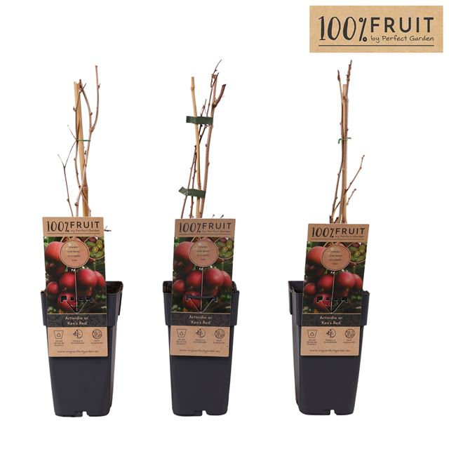 Picture of Actinidia arguta ken's red