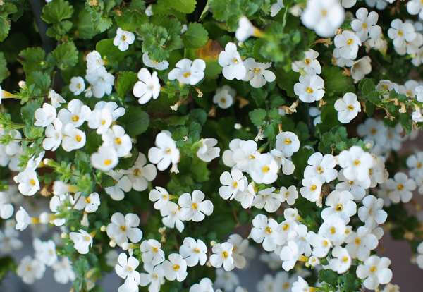 Picture of SUTERA CORDATA - BACOPA WHITE