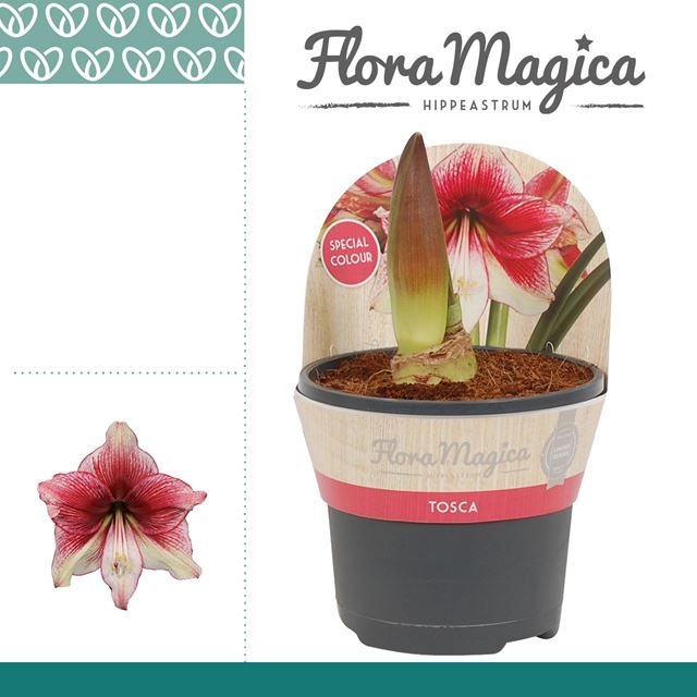 Picture of HIPPEASTRUM 02-FL TOSCA IN SLEEVE