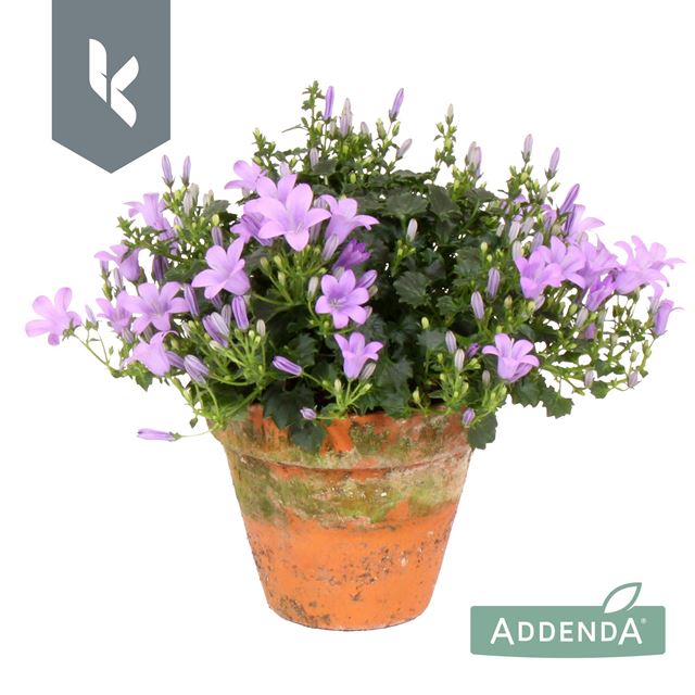 Picture of Campanula ambella lavender in terracotta pot