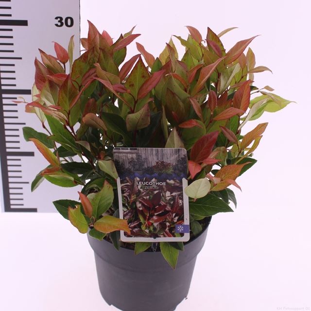 Picture of Leucothoe axillaris zeblid