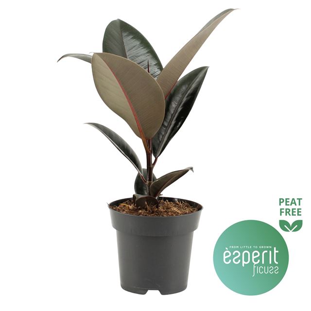 Picture of FICUS ELASTICA ABIDJAN