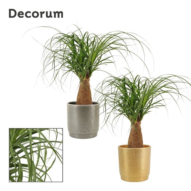 Picture of BEAUCARNEA STRAIGHT STEM IN CERAMIC