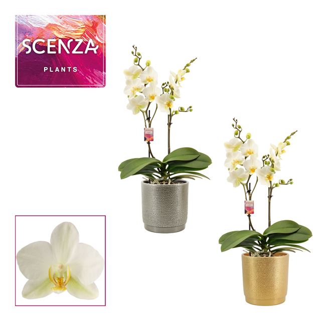 Picture of PHALAENOPSIS MULTIFL.02-STEM LAUSANNE IN GABRIËL