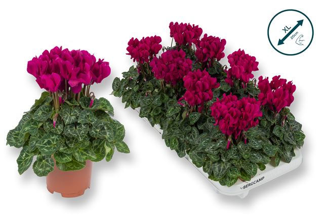 Picture of Cyclamen persicum purple