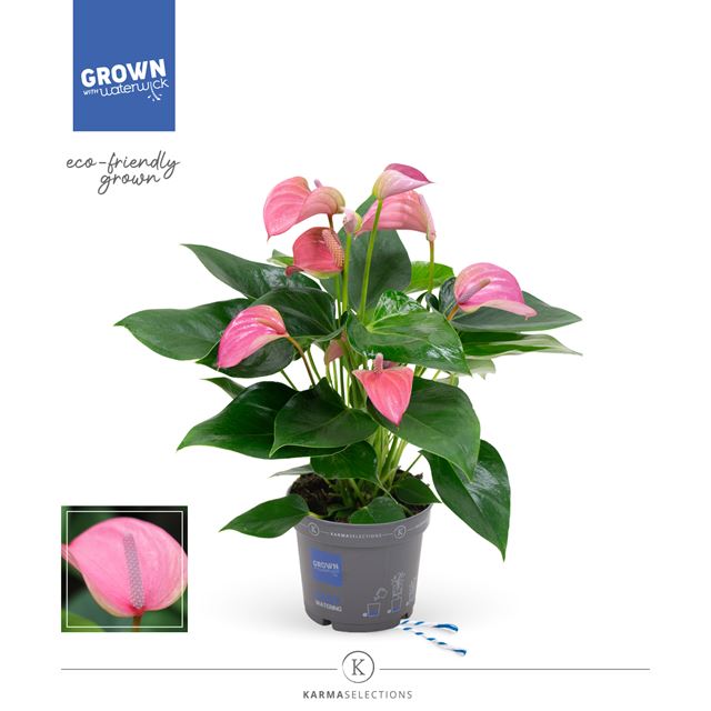 Picture of ANTHURIUM ANDREANUM MULTIFLORA PINK