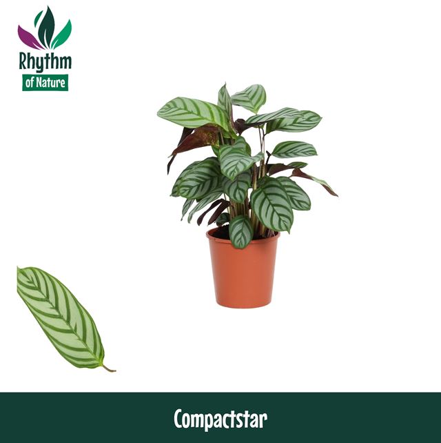 Picture of CALATHEA COMPACT STAR