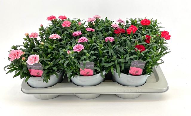 Picture of Dianthus oscar mix