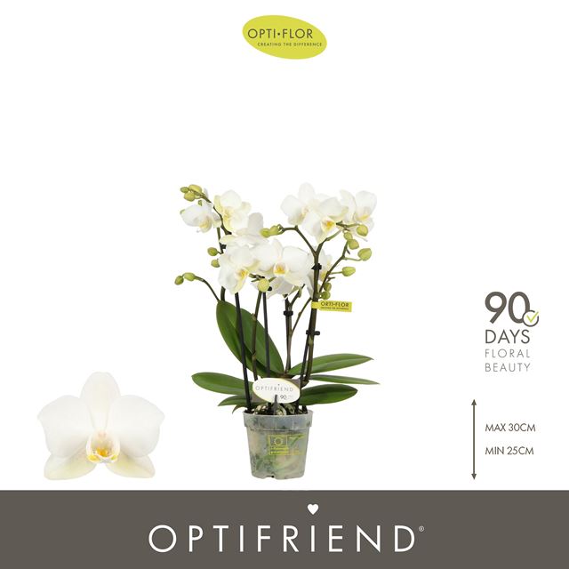 Picture of Phalaenopsis 04-stem optifriend sandra