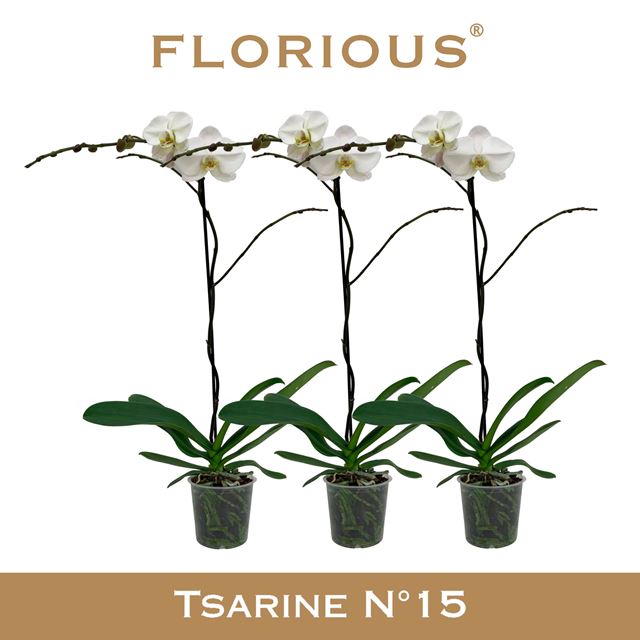 Picture of Phalaenopsis 01-stem tsarine white