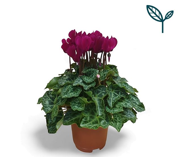 Picture of CYCLAMEN PERSICUM PURPLE