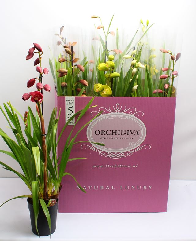 Picture of Cymbidium 01-stem mix