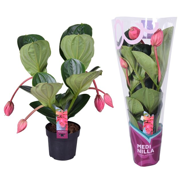 Picture of Medinilla magnifica flamenco 4b