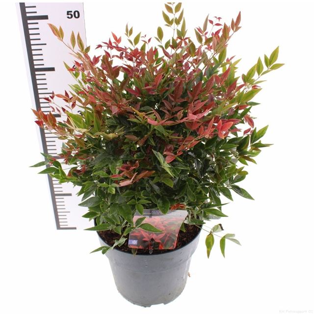 Picture of Nandina domestica obsessed
