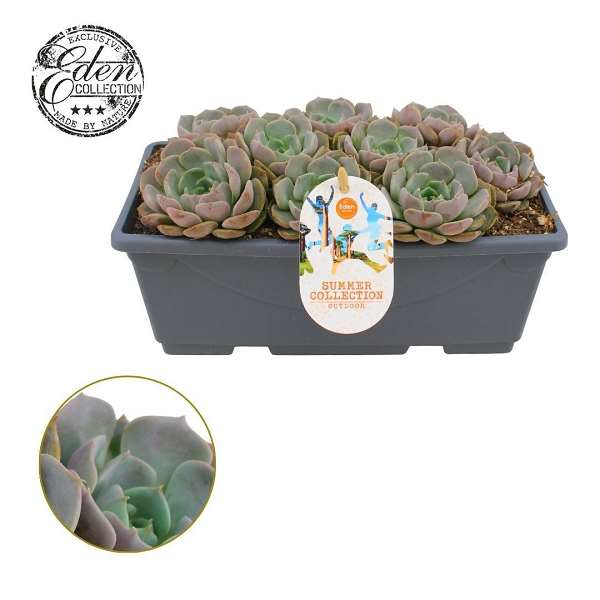 Picture of Echeveria carolina