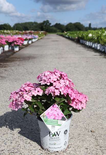 Picture of HYDRANGEA SERRATA FLAIR & FLAVOURS FROZEN SMOOTHIE