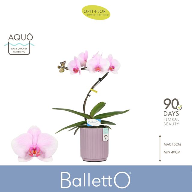 Picture of Phalaenopsis 01-stem balletto curl in ceramic