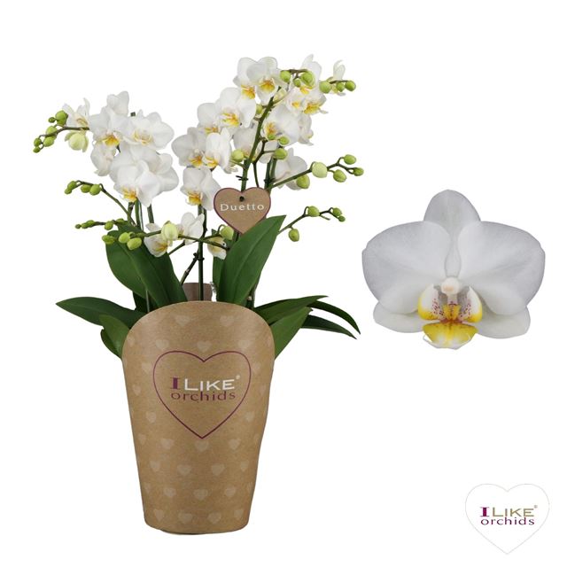 Picture of PHALAENOPSIS DUETTO MULTI FRENCH BLONDE