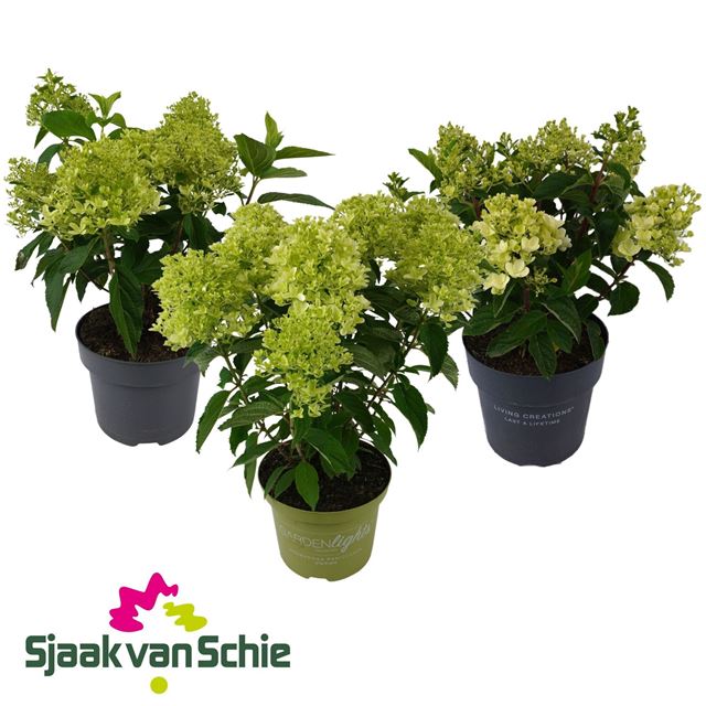 Picture of Hydrangea paniculata mix 7+fl