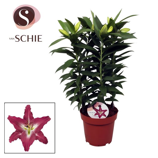Picture of Lilium oriental 05pp entertainer purple