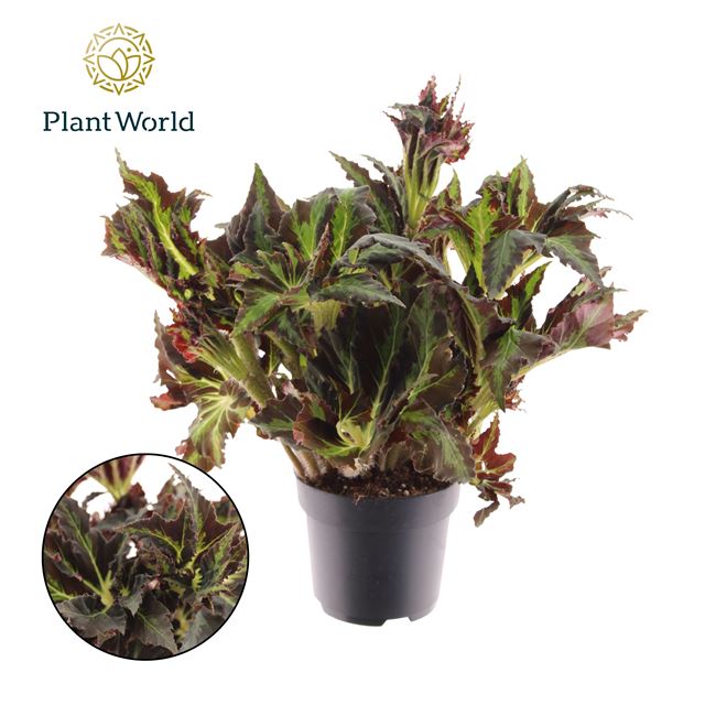 Picture of BEGONIA HERACLEIFOLIA VAMPIRE