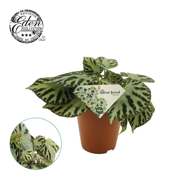 Picture of BEGONIA REX SILVER JEWEL