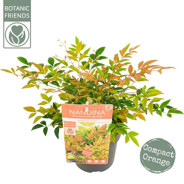 Picture of NANDINA DOMESTICA MAGICAL SUNRISE