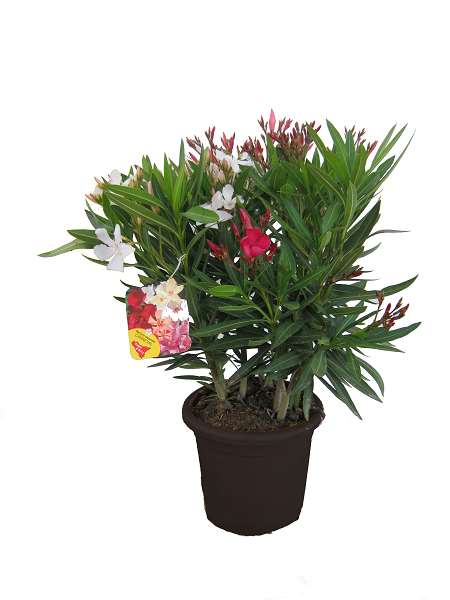 Picture of NERIUM OLEANDER CARNAVAL 18CM