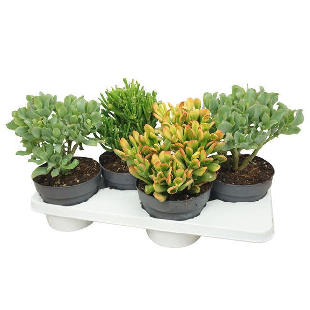 Picture of Crassula mix