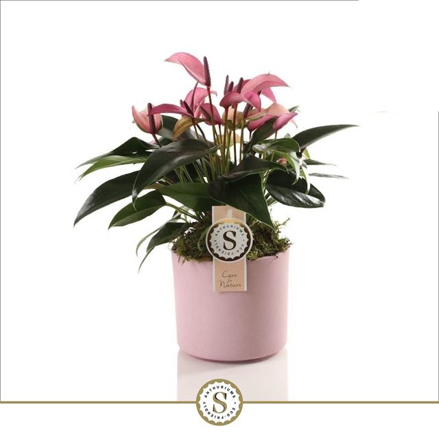 Picture of ANTHURIUM ANDREANUM ZIZOU IN CERAMIC