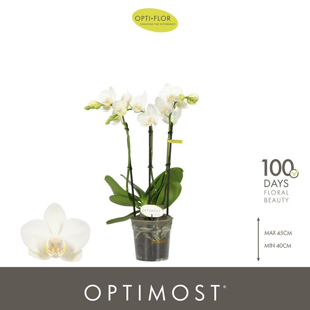 Picture of Phalaenopsis 03-stem amabilis starrion