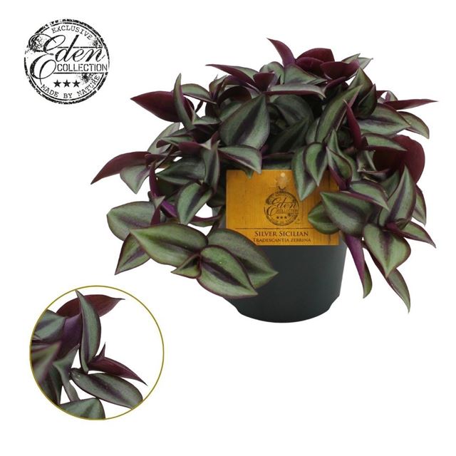 Picture of Tradescantia zebrina