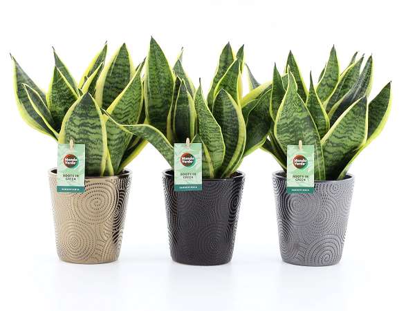 Picture of SANSEVIERIA FUTURA SUPERBA IN CERAMIC