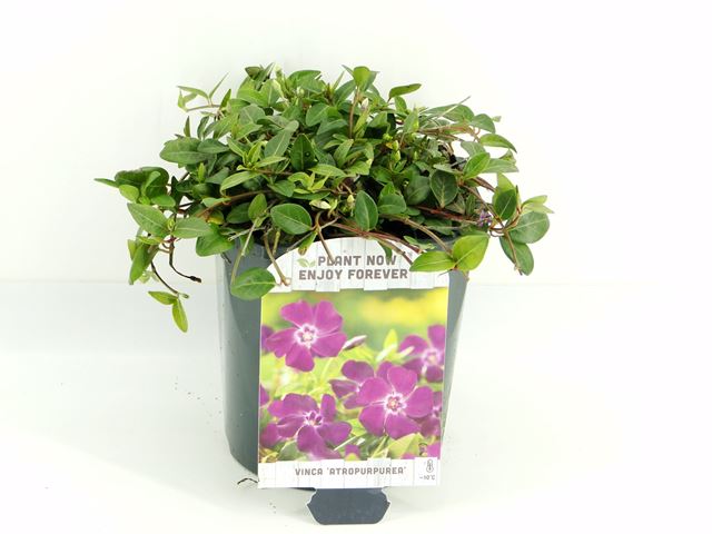 Picture of VINCA MINOR ATROPURPUREA