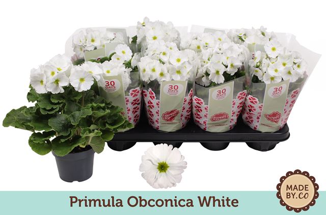 Picture of PRIMULA OBCONICA WHITE