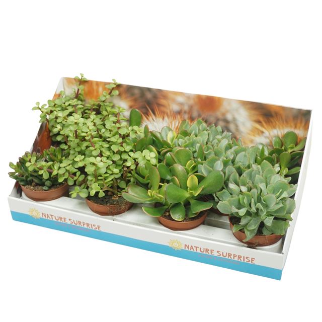Picture of CRASSULA MIXT IN SHOWBOX