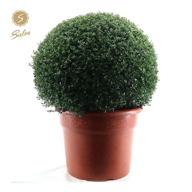 Picture of Ilex crenata ball 080cm