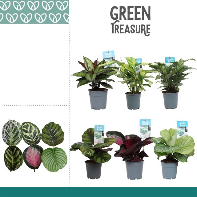 Picture of Calathea mix