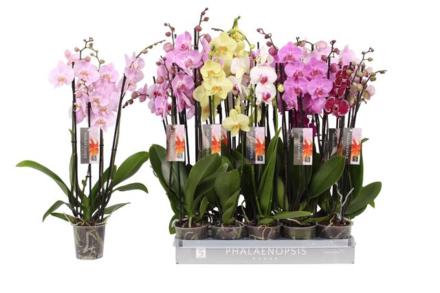 Picture of PHALAENOPSIS 04-STEM 5 COLOR MIX